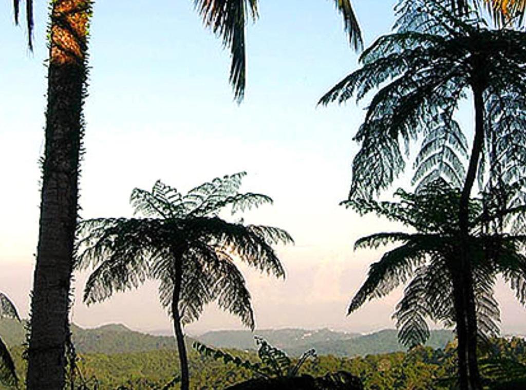 El Hotelito At The Rainforest Experience Farm 파하르도 외부 사진
